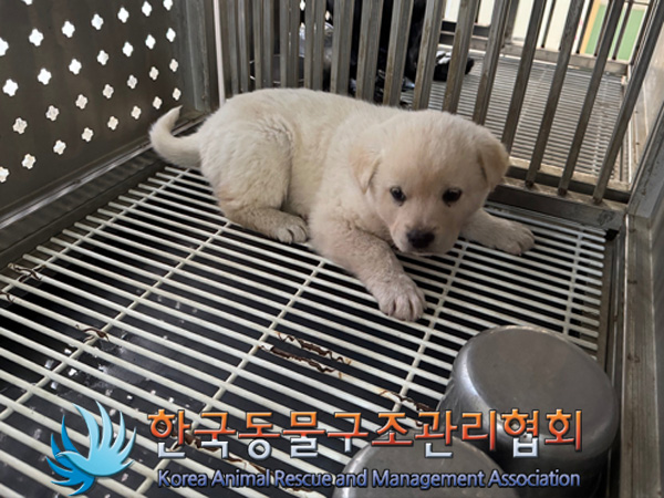 한국동물구조관리협회_441406202402234